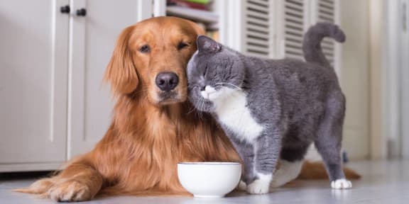 Cat and Dog Cuddling With Each Other