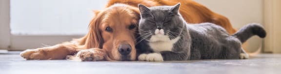 a dog and a cat laying next to each other on the floor at The Prairie Luxury Apartments, Dardenne Prairie, MO 63368