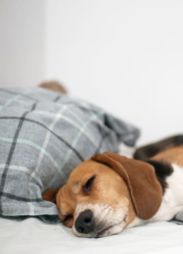 Dog Sleeping on Bed in Ellison Des Plaines IL 60016