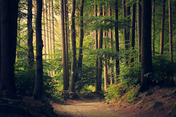 A forest path with tall trees on either side.