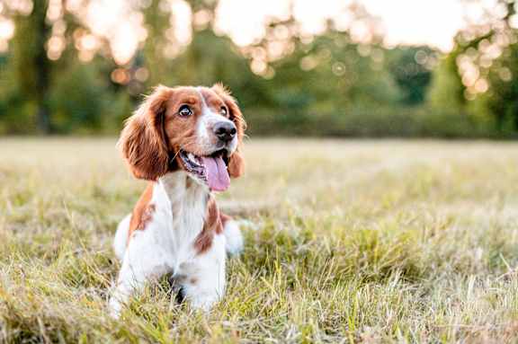 a brown and white dog sitting in the grass