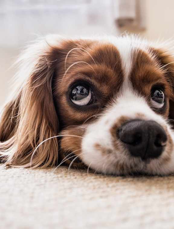 A dog with brown and white fur is lying down with its head resting on the floor.