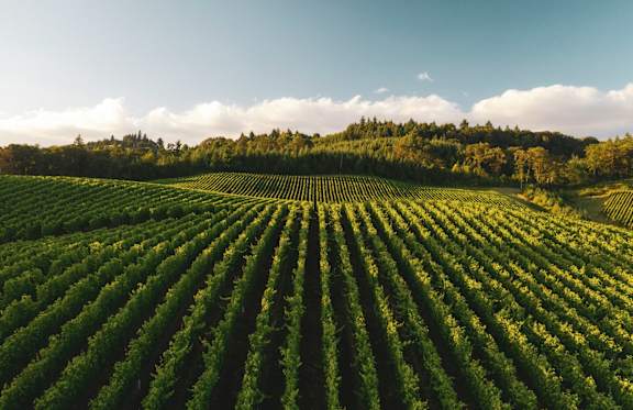 A vineyard with rows of grapevines under a blue sky.