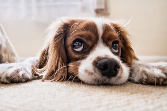 Pet Friendly at Northern Lights a Lifestyle-Driven Community, West Fargo, 58078