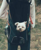 Small Dog Relaxing in Backpack while on Hike with Owner