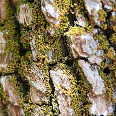 A close up of a tree trunk covered in green moss.