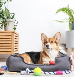 Small Dog Laying in Dog Bed with Toys