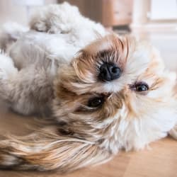 a small dog laying on the floor next to a stuffed animal