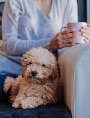 A woman is sitting on a couch holding a cup with a small dog sitting next to her.