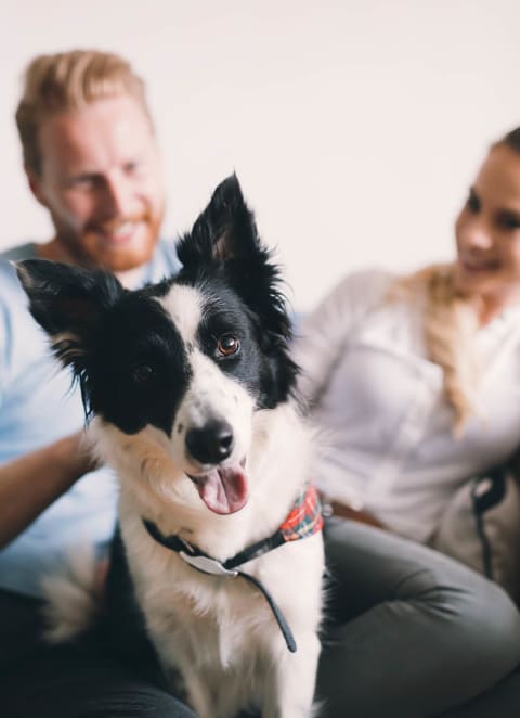 Dog Friendly at Olive Branch Townhomes, Batavia Ohio