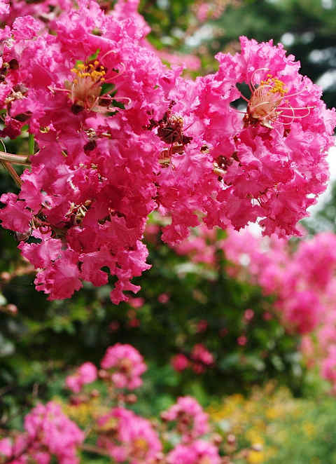 a close up of pink flowers on a tree