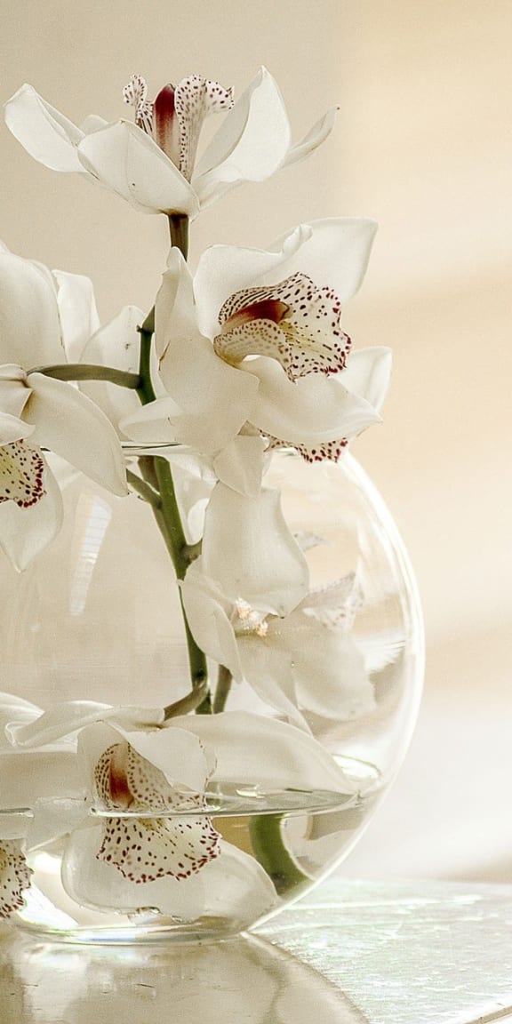 a glass vase with white flowers on a table