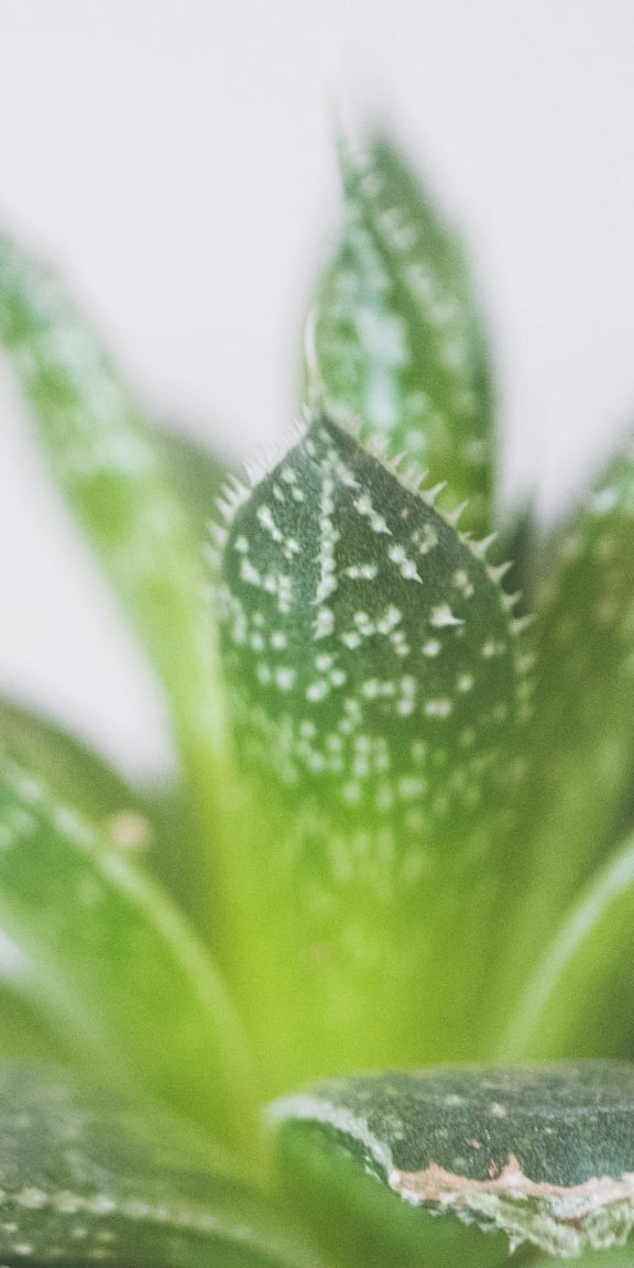 an aloe vera plant against a white background