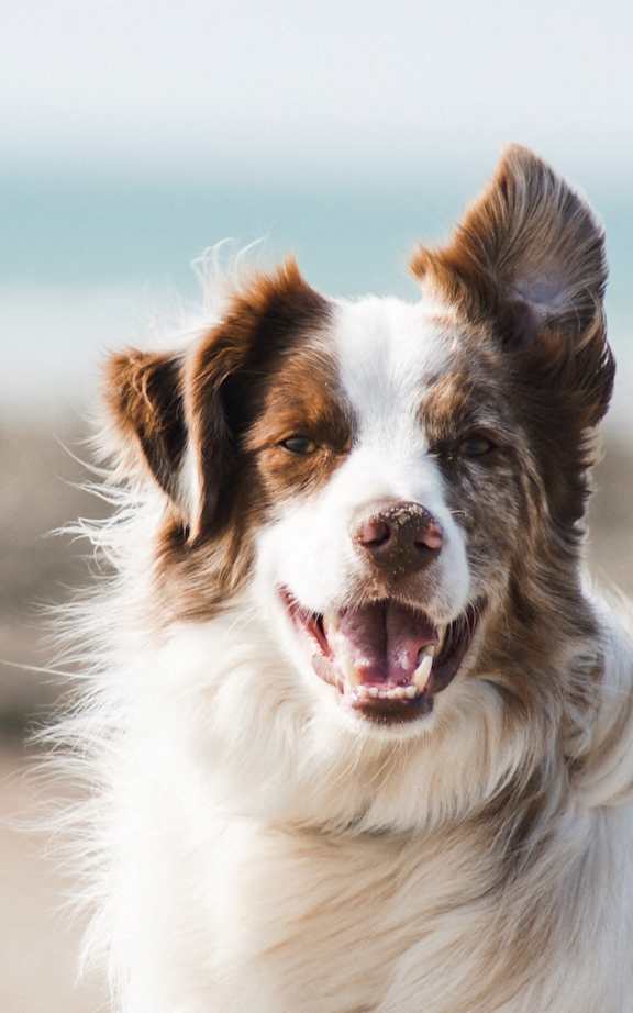 A happy dog is standing on a beach.