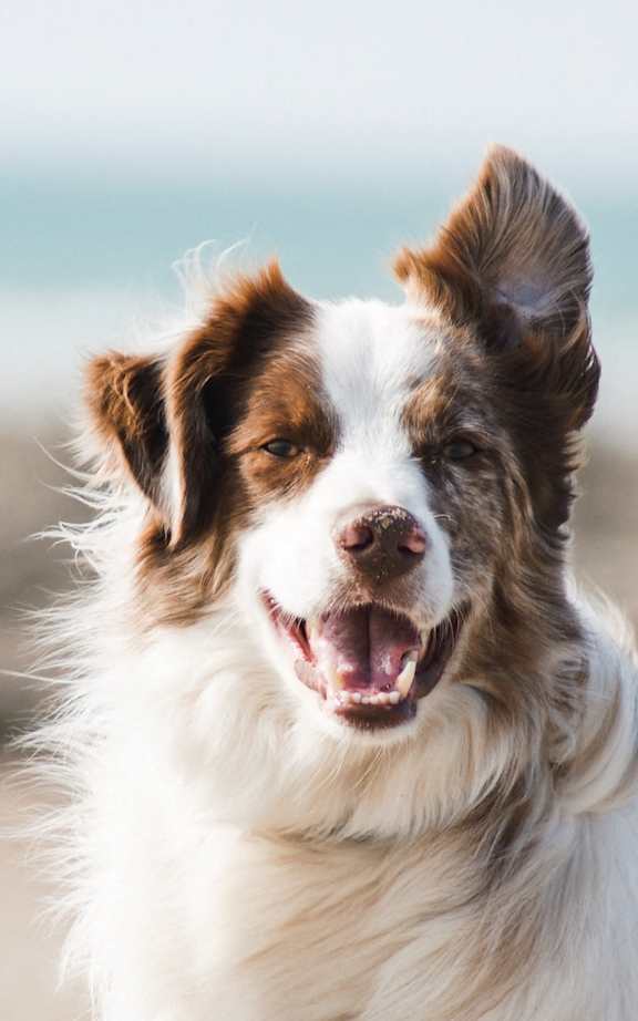 A happy dog is standing on a beach.