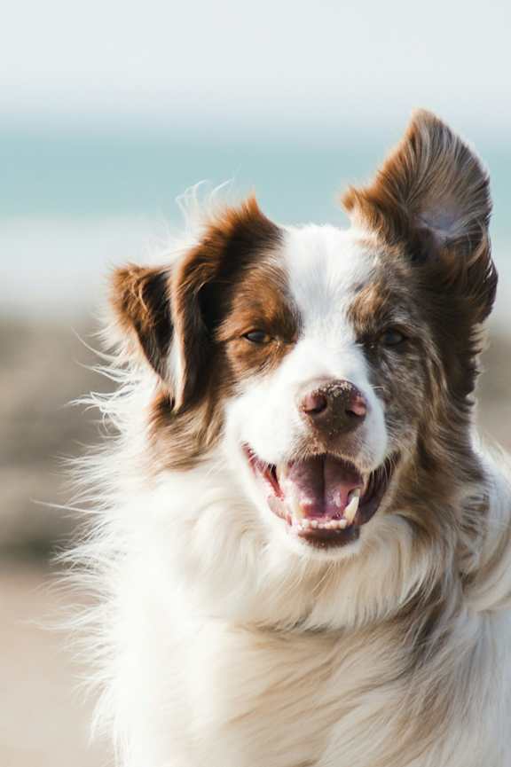 A happy dog is standing on a beach.