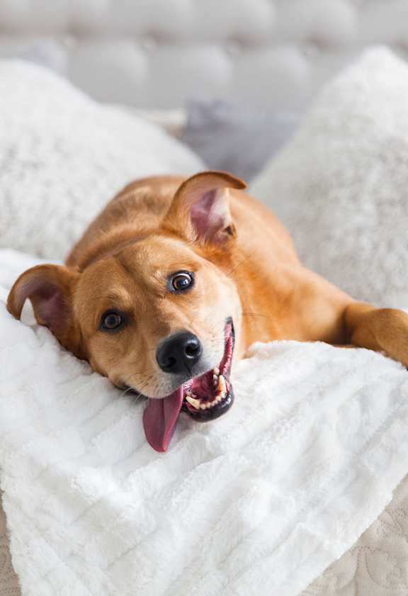 A brown dog is lying on a white bed with its tongue out.
