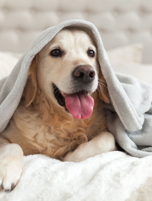 Cute Dog Laying on Bed Under Blanket with Tongue Out