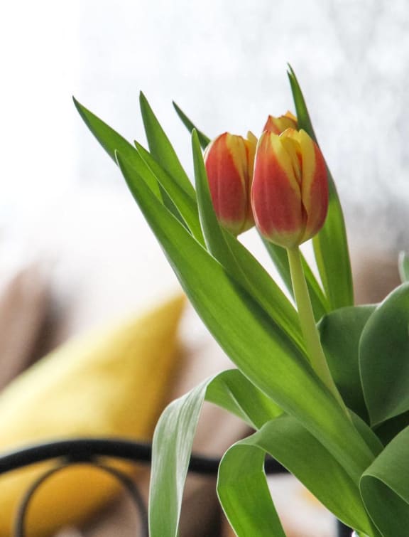 a bouquet of tulips on a table in a hotel room