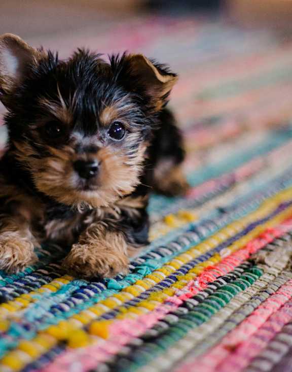 Cute Small Dog Laying on Multi-Colored Rug