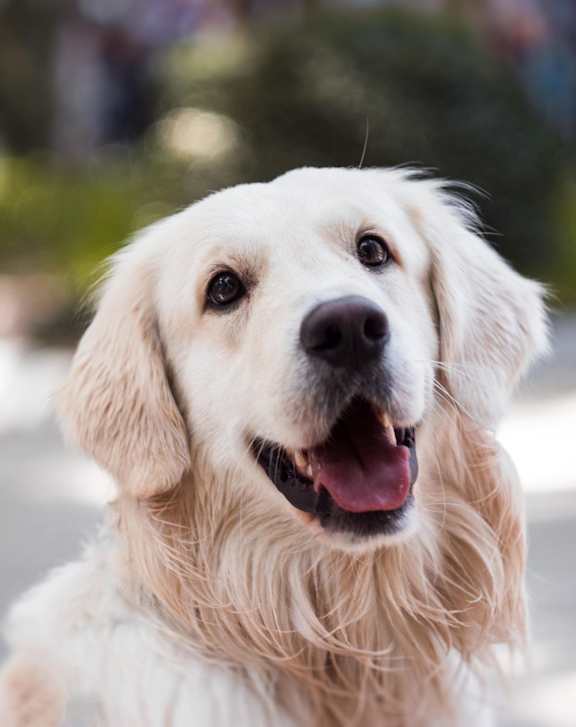 Happy golden retriever dog at Club Villas Apartments, Kathleen