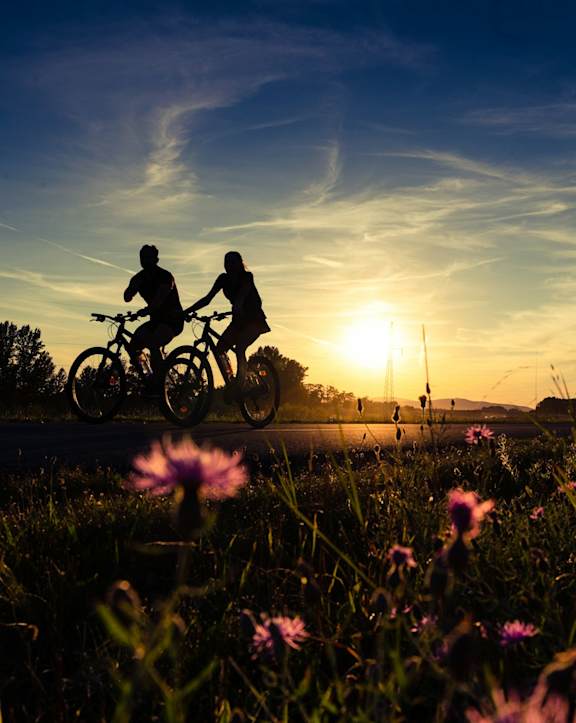 Two people riding bicycles on a field of flowers at sunset.