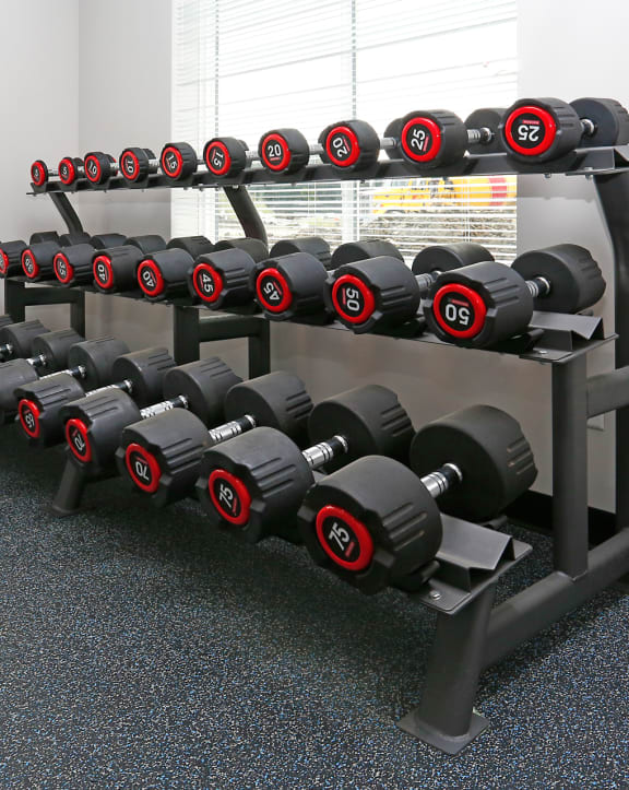 a rack of dumbbells in a gym
