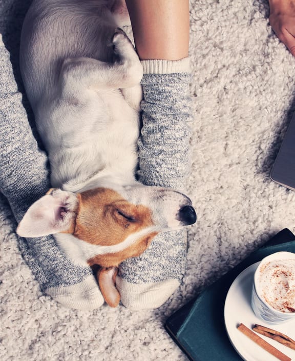 The Allure Mineola Apartments in Mineola, NY