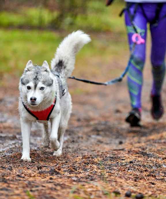 A husky dog is being walked on a dirt path by a person wearing purple leggings.