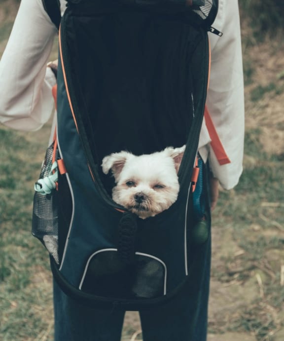 Small Dog Relaxing in Backpack while on Hike with Owner