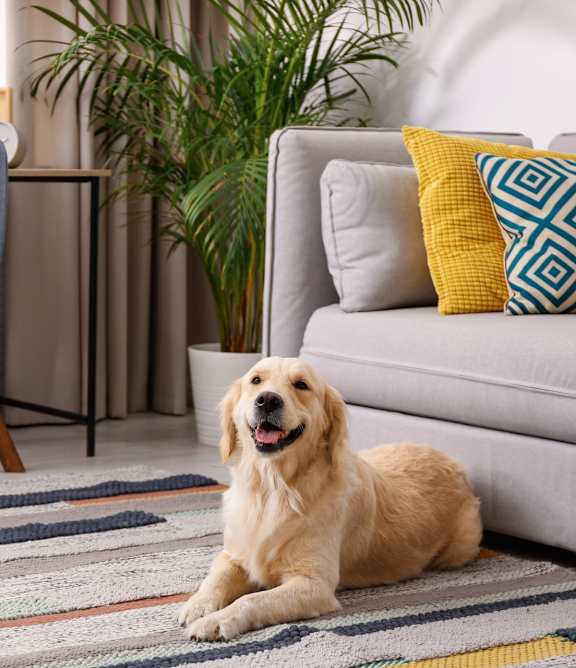 Dog Laying in Living Room
