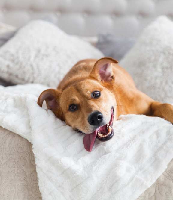 Dog Laying on Bed with Tongue Out