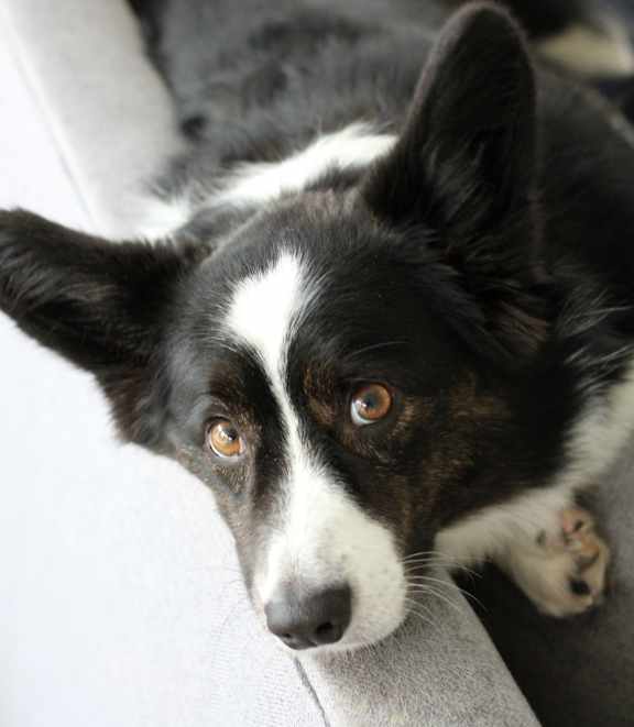 A black and white dog is lying on a grey couch.