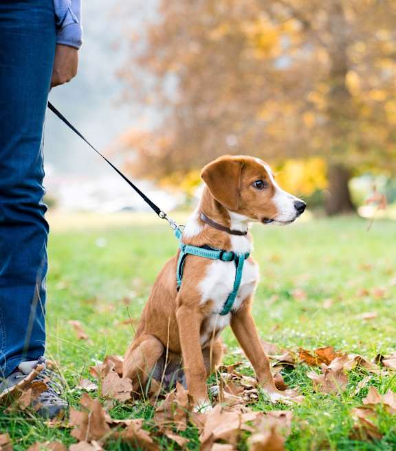 Dog on Leash Sitting in Grass