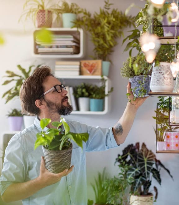 Man Smiling while Arranging Plants in Living Room at Koi Apartments, Seattle, Washington