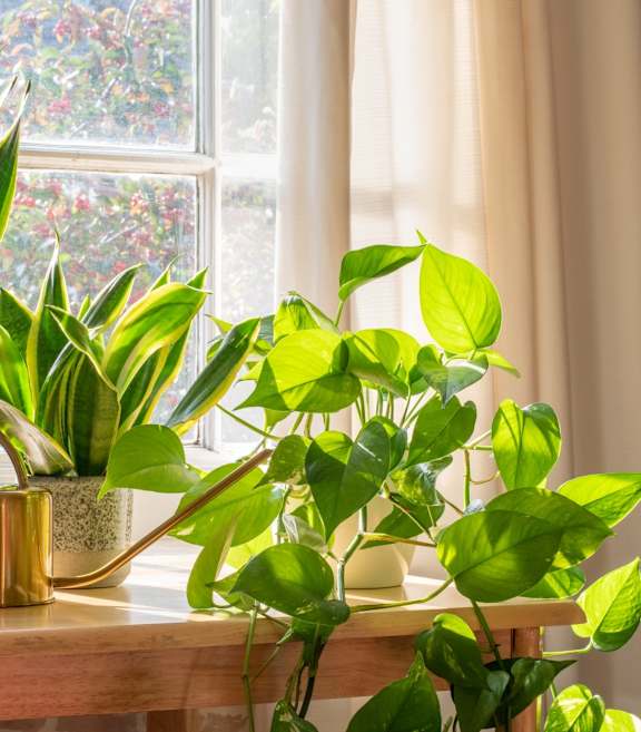 Potted Plants on Windowsill