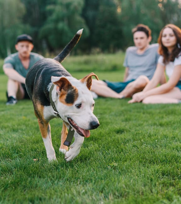 A dog is running in a grassy field with two people sitting behind it.
