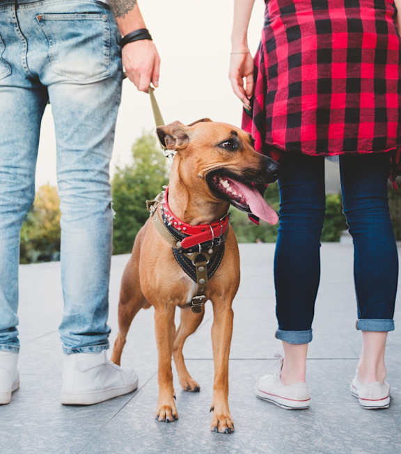 Man and Woman Standing Next to Pet Dog Outside