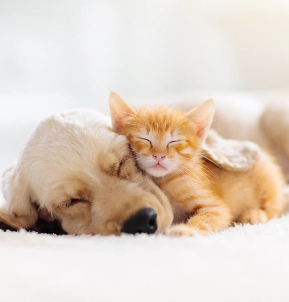 a dog and a cat sleeping on a bed