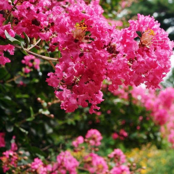 a close up of pink flowers on a tree
