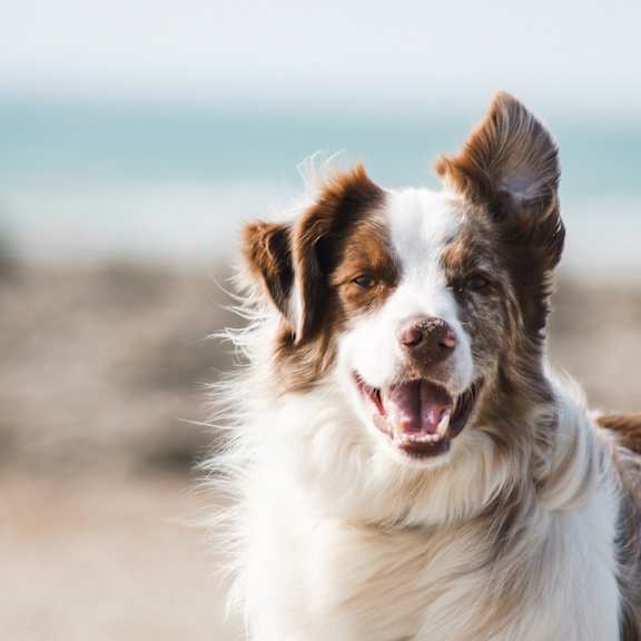 A happy dog is standing on a beach.
