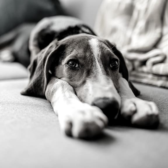a dog laying on a couch with its head on its paws at King West One, Montana