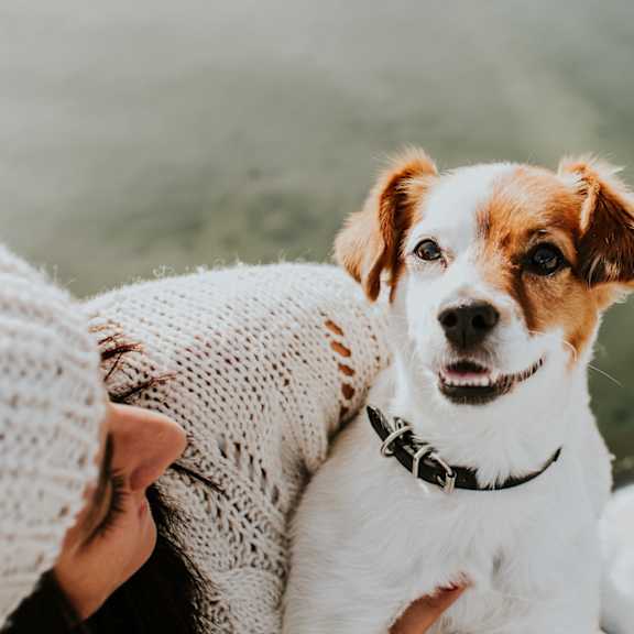 Woman Holding Small White and Brown Dog