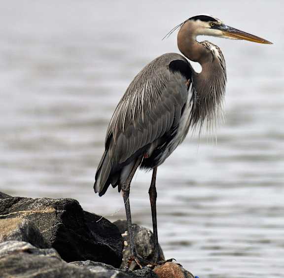 a great blue heron stands on a rock next to the water