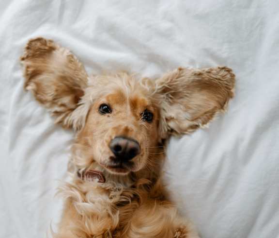 A small brown dog with floppy ears is lying on a white surface.