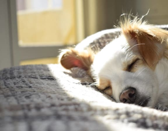 Small Dog Sleeping on Bed