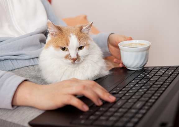 Person Typing on Laptop with a Cup of Coffee and a Cat Sitting on Their Lap