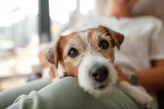 A small dog with brown and white fur is looking directly at the camera.