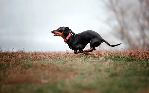 A black and tan dachshund is running on a grassy hill.