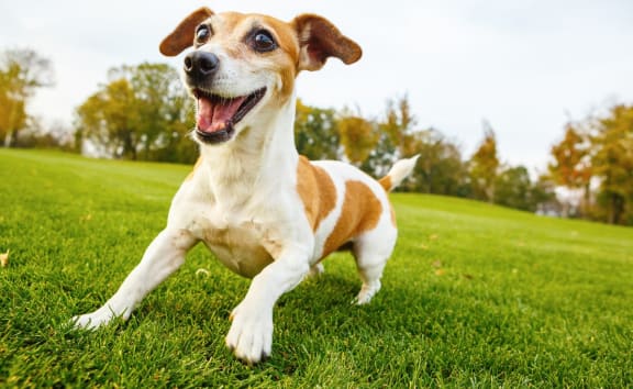 Adorable Dog Running in Grass
